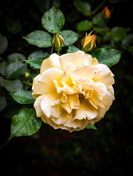 yellow rose in the garden
