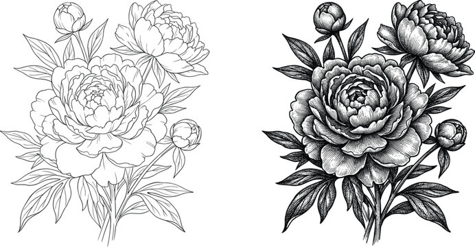 Hand drawn peony flowers engraving style vector illustration set in black line art and shaded vintage sketch versions
