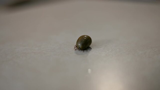 Engorged tick removed shown on a clean surface in a macro close up. Detailed view of a blood fed parasite