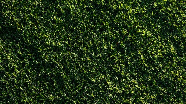 Aerial corn crop texture with dense green foliage. Top view of silage maize plantation and cultivated farmland. Agricultural pattern for precision farming agronomy and livestock feed production