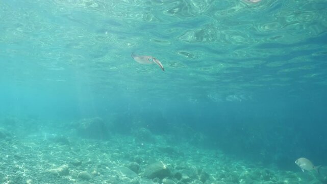 calamar underwater close up cuttlefish big eye sepioteuthis loligo vulgaris 