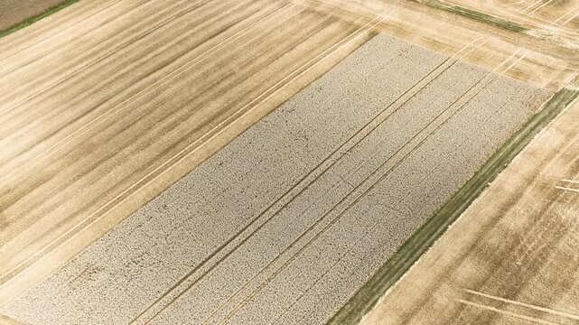 Agricultural field, harvest and agricultural machinery - combine harvester