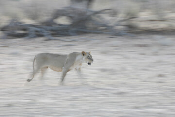 Lioness walking across arid Kalahari Desert with artistic motion blur © John