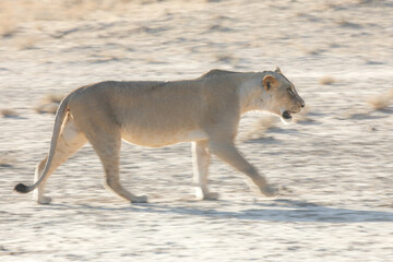 Lioness walking across arid Kalahari Desert with artistic motion blur © John