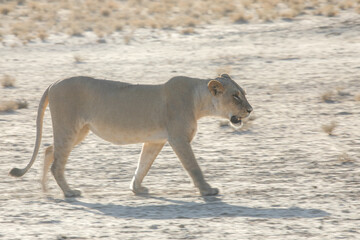 Lioness walking across arid Kalahari Desert © John