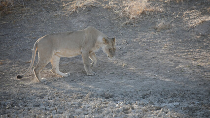 Lioness walking across arid Kalahari Desert © John