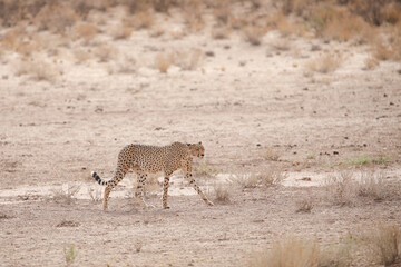 Fast cheetah cat walking across Kalahari Desert sand © John