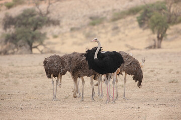 Family of ostriches standing together in dry riverbed in the Kalahari Desert © John