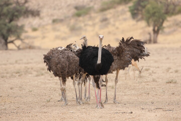 Family of ostriches standing together in dry riverbed in the Kalahari Desert © John