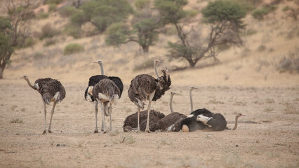 Family of ostriches standing together in dry riverbed in the Kalahari Desert © John