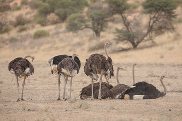Family of ostriches standing together in dry riverbed in the Kalahari Desert © John