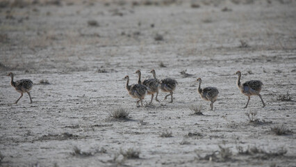 Young ostrich chicks standing together for safety in the arid Kalahari Desert © John