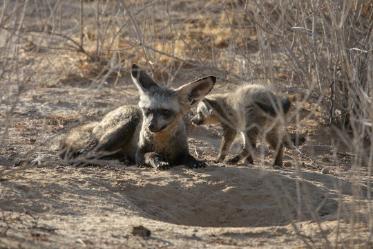 Bat-eared fox family lounging about near their den in the arid Kalahari Desert