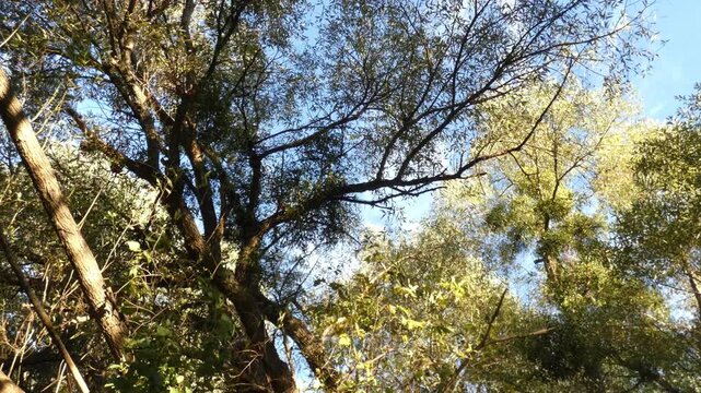 Tall green broadleaf tree crowns against clear blue sky in summer woods, camera tilt, wide shot, bright atmosphere. Freedom and transformation.