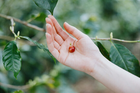 Hand Holding Ripe Coffee Cherry on Coffee Plant Branch