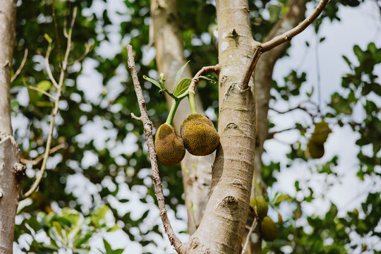 Jackfruit Growing on a Tree in a Tropical Setting During Daytime