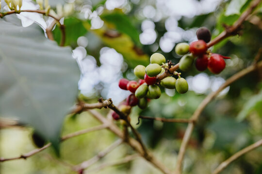 Ripe and Unripe Coffee Cherries on Branch