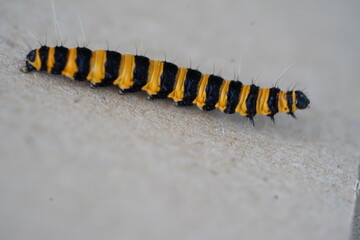 Naklejka premium Bright yellow and black striped caterpillar of the cinnabar moth (Tyria jacobaeae) on a ragwort leaf. Caterpillar of the blood bear butterfly. Garbsen, northern Germany.
