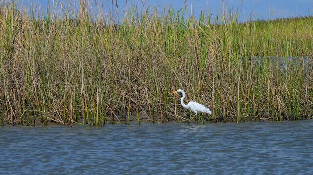 Texas, The Great Egret (Ardea alba), a large white wading bird distinguished by its long S-shaped neck and yellow bill.
