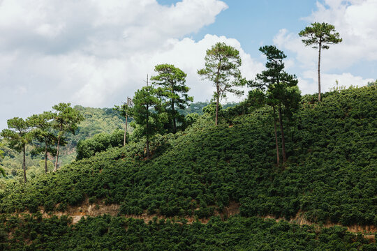 Pine Trees Above Coffee Plantation Hillside