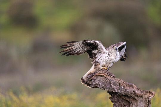 Bonelli's Eagle Perched On A Tree Stump On Nature  