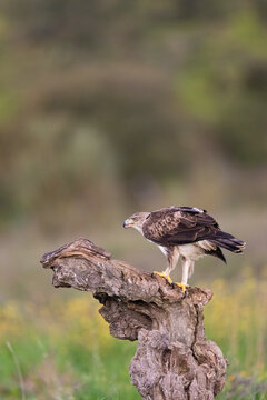 Bonelli's Eagle (Aquila Fasciata), Vertical Portrait  