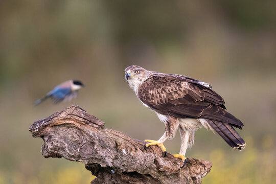Bonelli's Eagle With An Iberian Magpie In The Background  