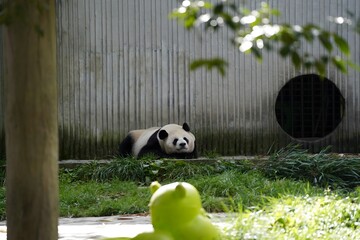 Giant panda resting in a zoo enclosure © DoThi