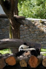 Giant panda cub resting on wooden logs in a zoo enclosure © DoThi