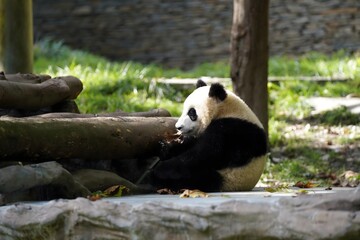 Giant panda resting beside wooden logs in a zoo enclosure © DoThi