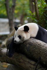 Giant panda resting on a tree trunk in a leafy outdoor habitat © DoThi