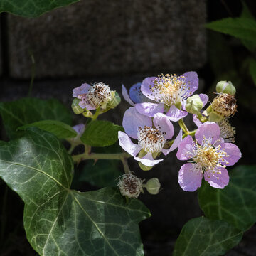 pink and white flower