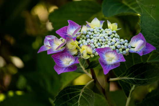 violet flowers in the garden