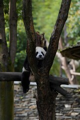 Giant panda resting in a tree at an outdoor enclosure © DoThi