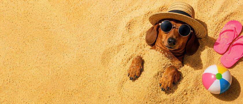 Dog lying on sandy beach in summer banner with sunglasses hat and flip-flops, fun vacation pet lifestyle concept for travel ads, seasonal visuals, copy space