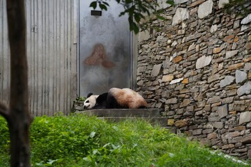 Giant panda resting in zoo enclosure beside stone wall © DoThi