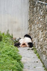 Giant panda resting on a stone path in an outdoor enclosure © DoThi