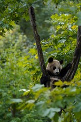 Giant panda cub sitting in a tree among green forest leaves © DoThi