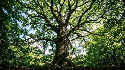 Fototapeta premium Majestic ancient oak tree with sprawling branches against a bright sky