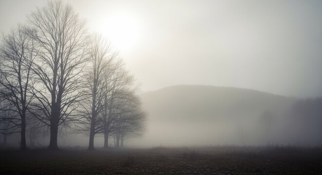 Foggy meadow landscape with silhouettes of bare trees.