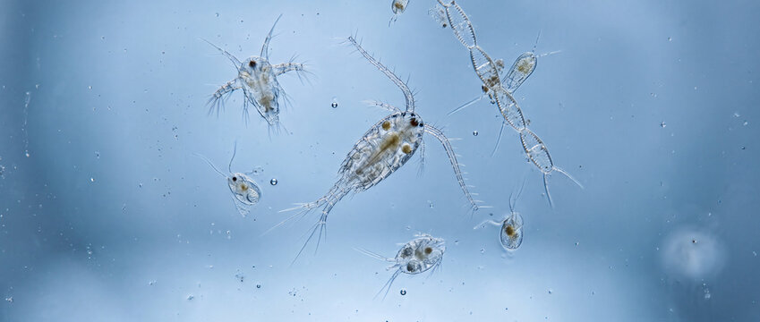 Microscopic copepods and plankton under blue light, magnified marine zooplankton community study