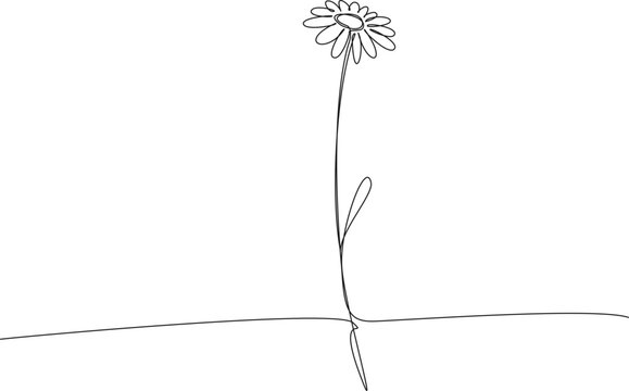 minimalist continuous line drawing of a single daisy flower, line art vector illustration