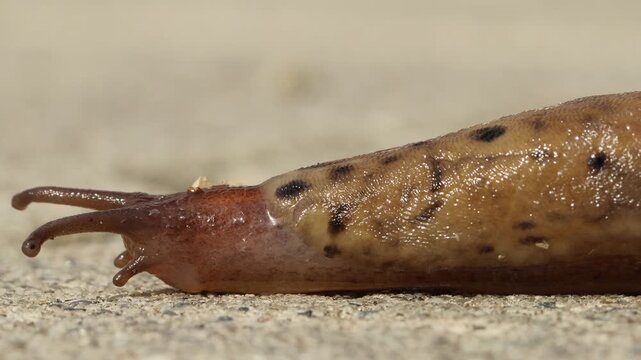Tigerschnegel (Limax maximus) kriecht von rechts nach links &uuml;ber einen Weg