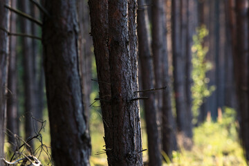 Gęsty las sosnowych pni  © kubikactive