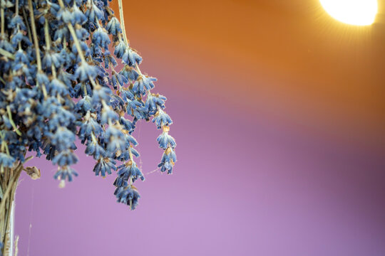 detail of purple lavander flowers provence france