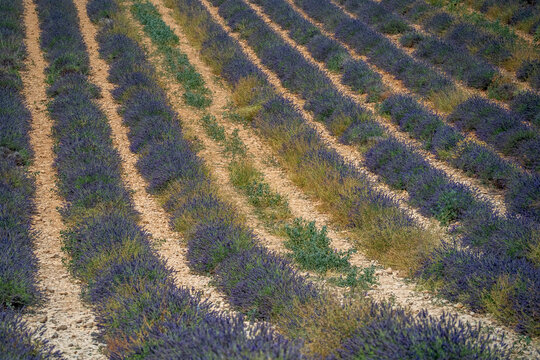 purple lavander fields provence france