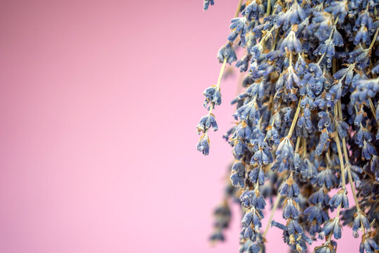 detail of flowers harvested from purple lavander fields provence france