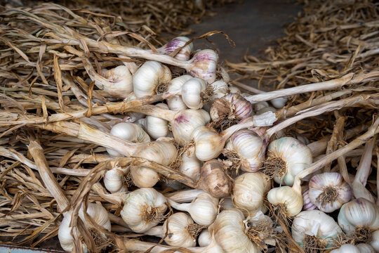 Cluster of freshly harvested garlic bulbs with dried stems and papery skins piled for curing on a rustic farm surface, conveying natural food, homegrown produce and farm-to-table cooking vibes.