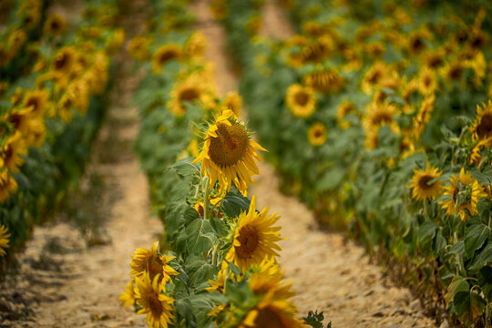 Provence sunflower field view in summer season