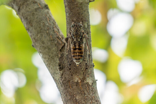 cicada on a tree detail close up